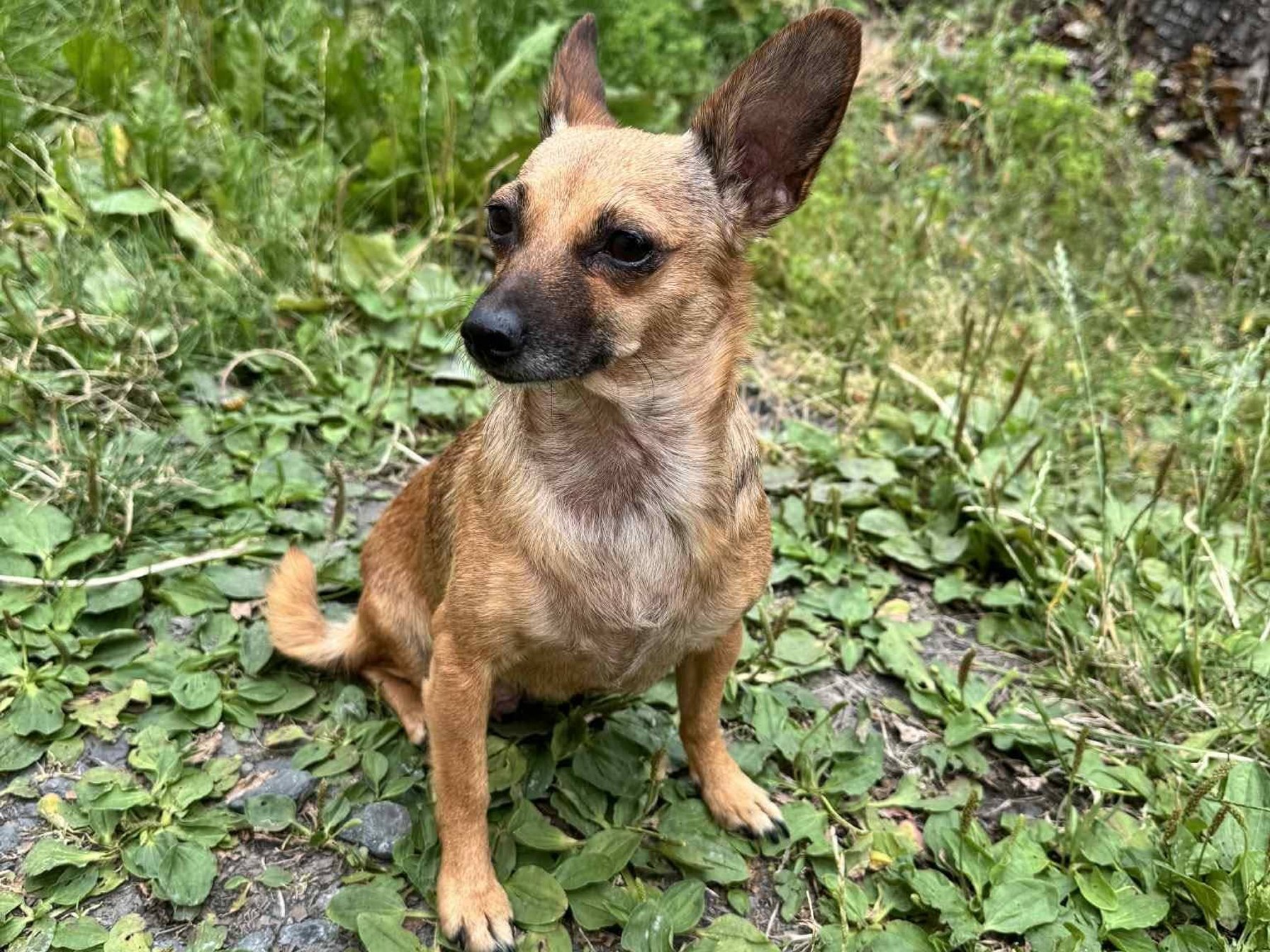 Tříletá fenka křížence čivavy 