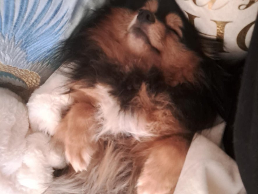 Vilda si užívá pohodu ve své nové rodince 
