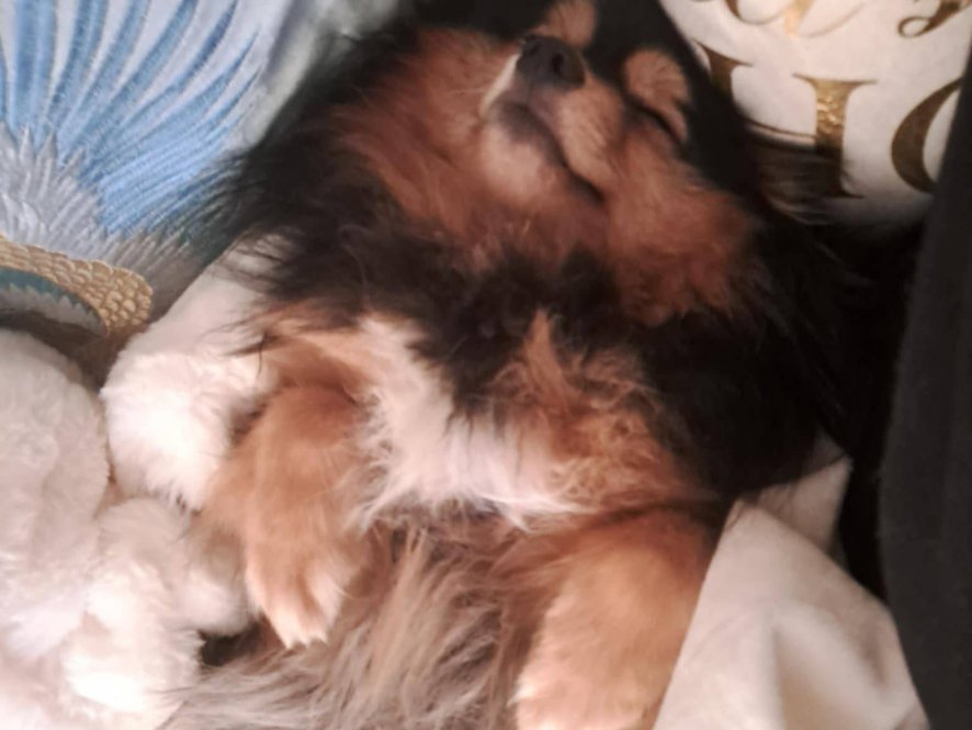 Vilda si užívá pohodu ve své nové rodince