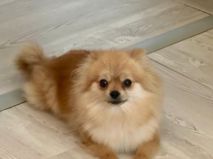 Malá neřízená střela