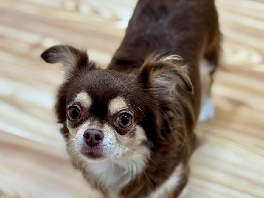 Mazlivá fenečka většího typu čivavy -6 kg