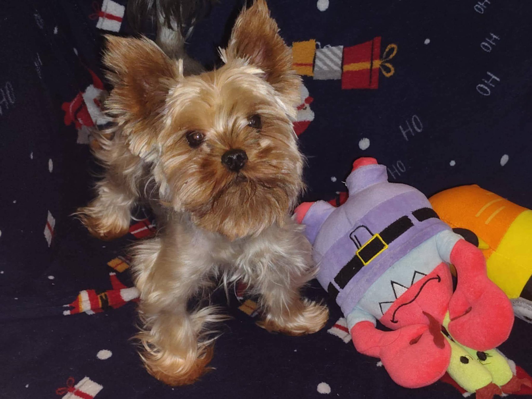 Střapatý maličký miláček 