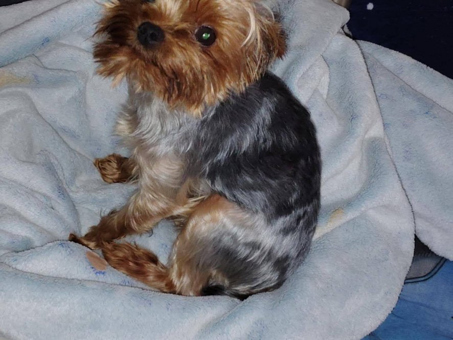 Nádherný střapatý prcek