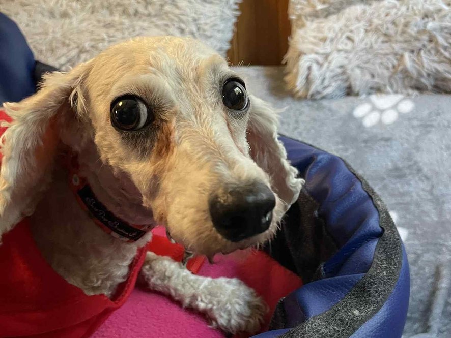 Adélka - kříženec