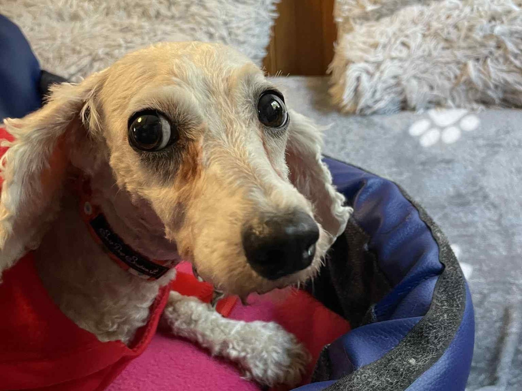 Adélka - kříženec