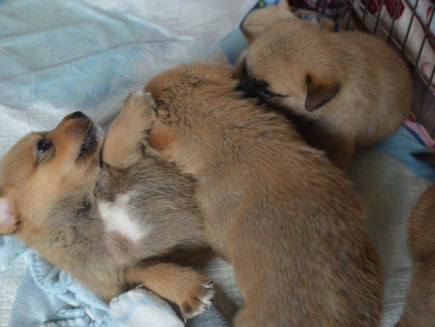 Elvis- štěně z krabice