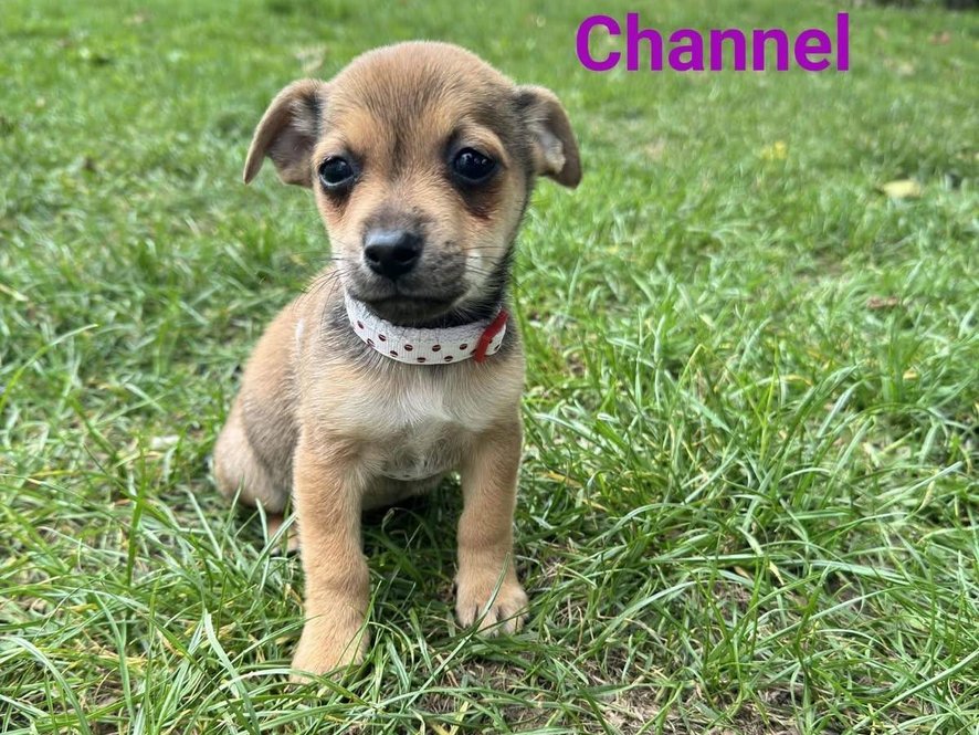 Channel - kříženec