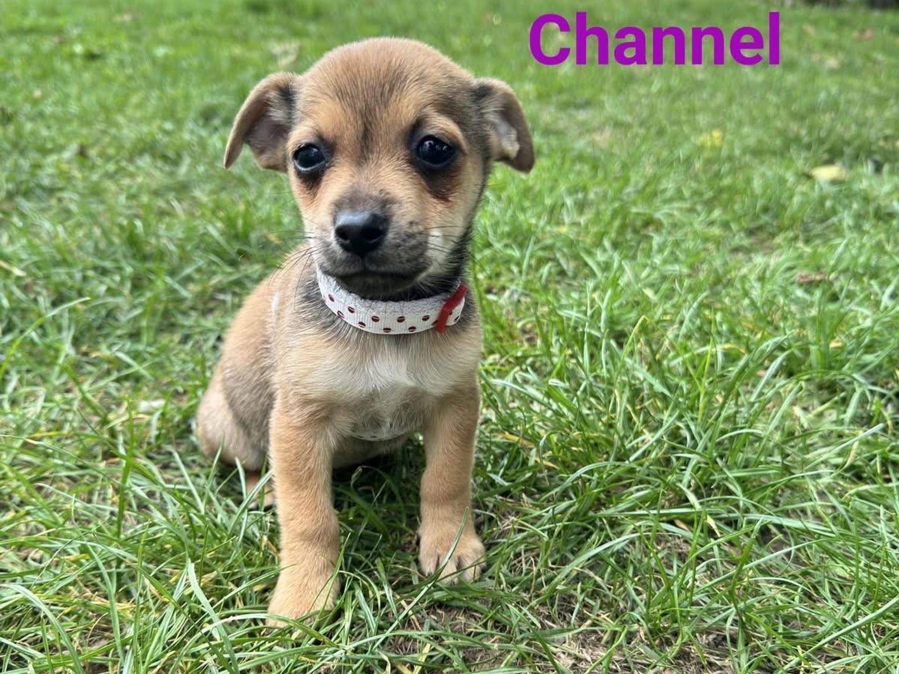 Channel - kříženec