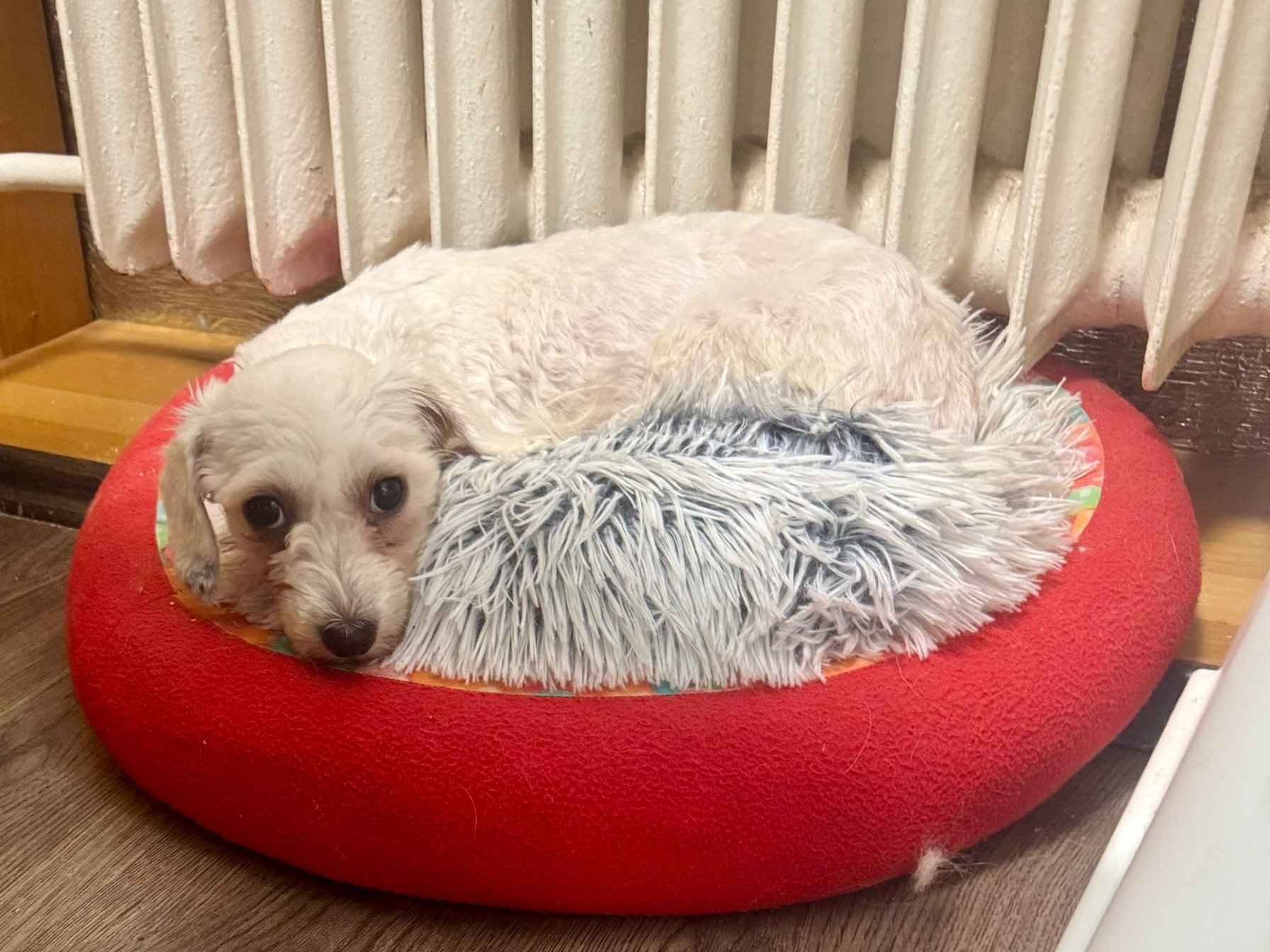 Isabell - maltézský psík