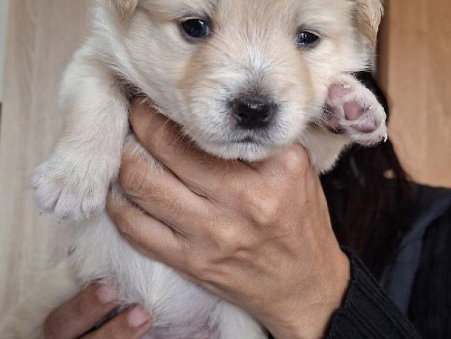 Jůlinka - zachráněné štěňátko