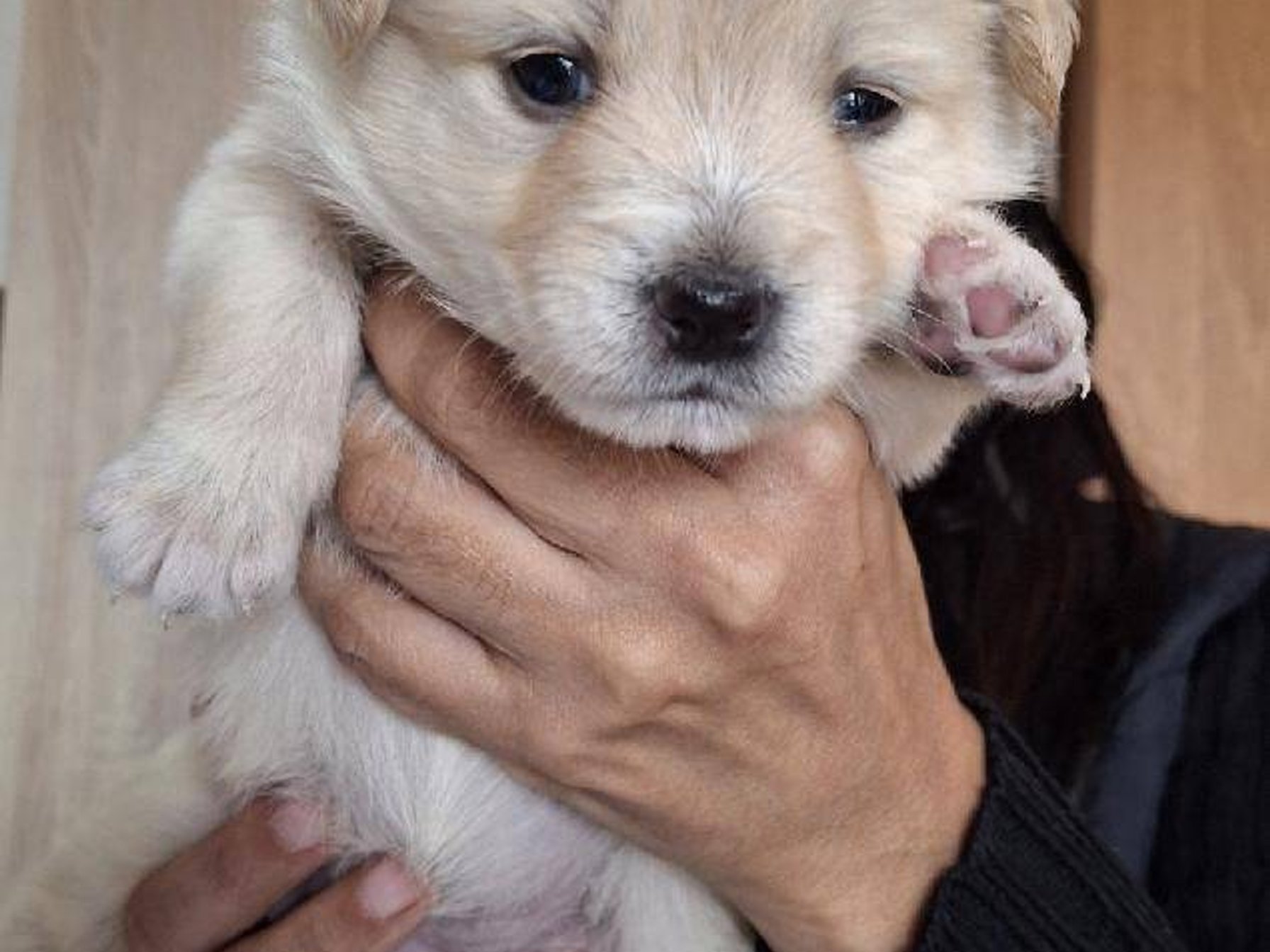 Jůlinka - zachráněné štěňátko