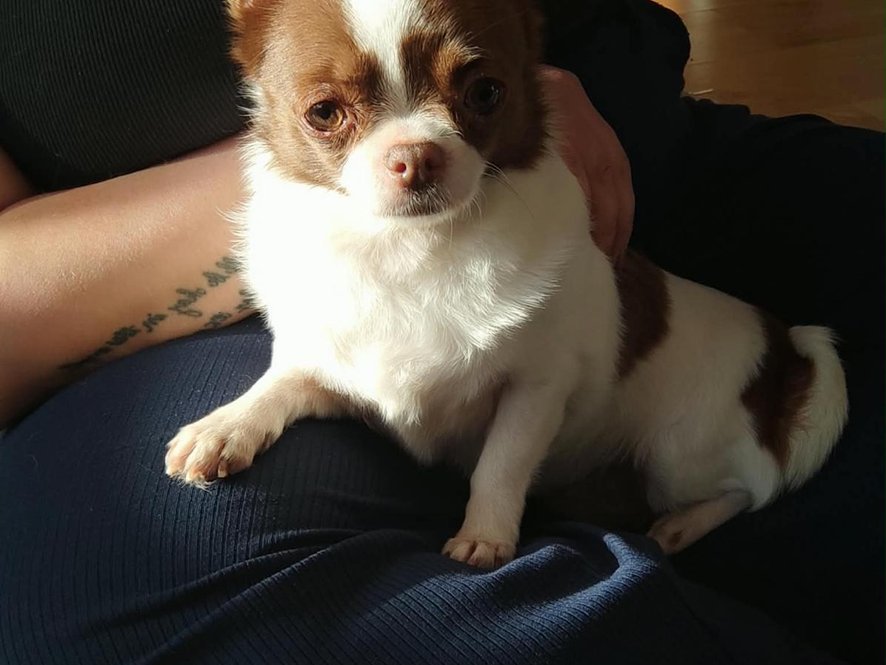 Lara 6 ti letá psí dáma