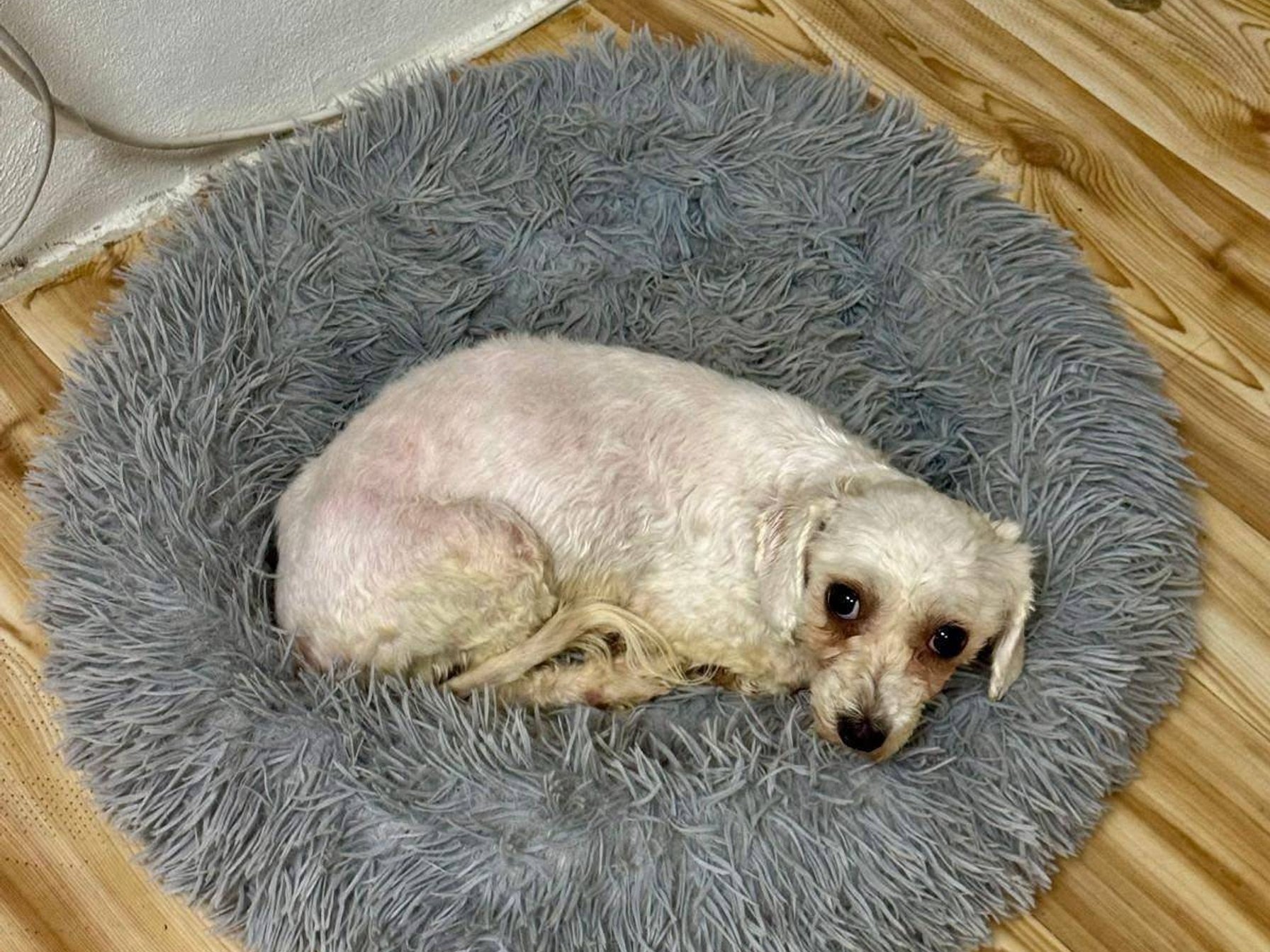 Leila - maltézský psík