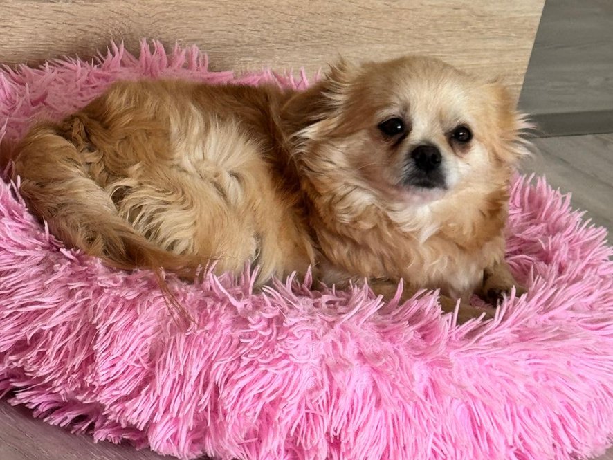 Tichá princezna Linuška