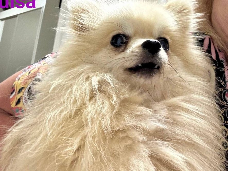 Luisa - pomeranian