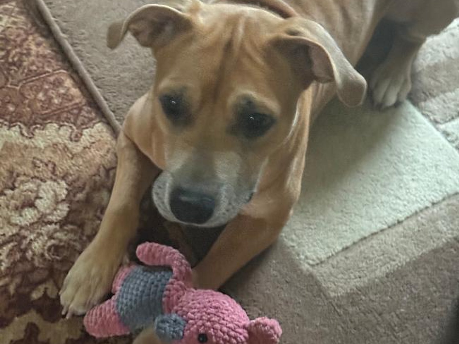 Meggi - stafordský teriér