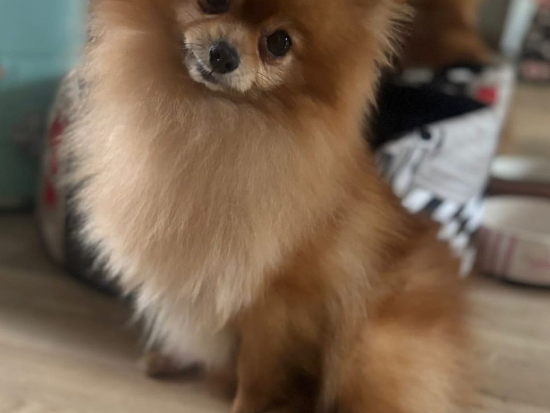 Malá lištička Meggie 