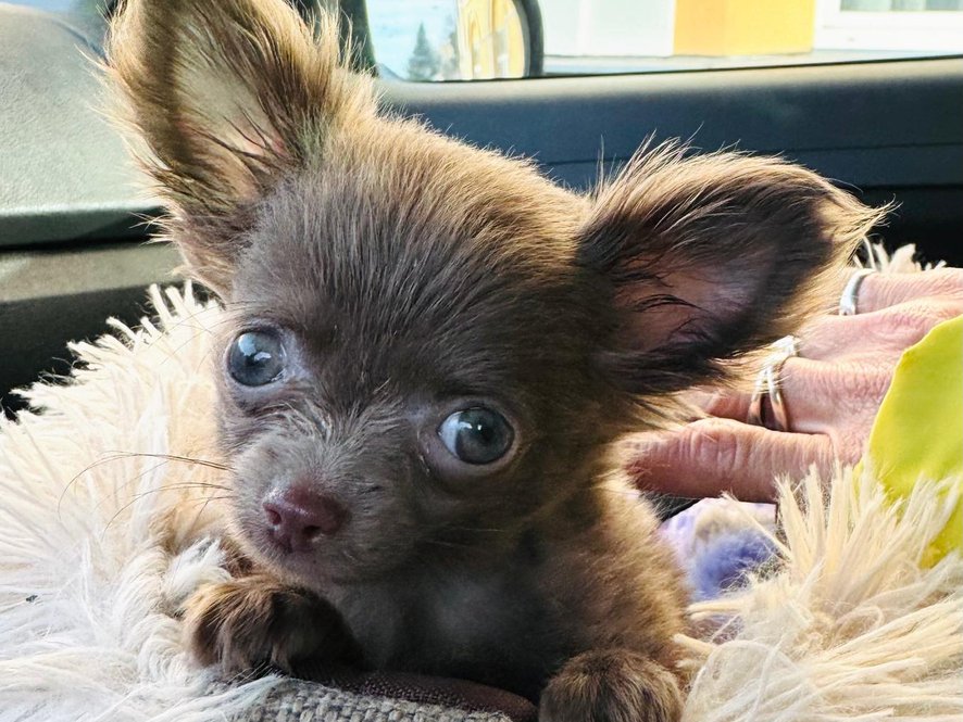 Neuvěřitelně malinkatá čivavka (0,5kg!!)