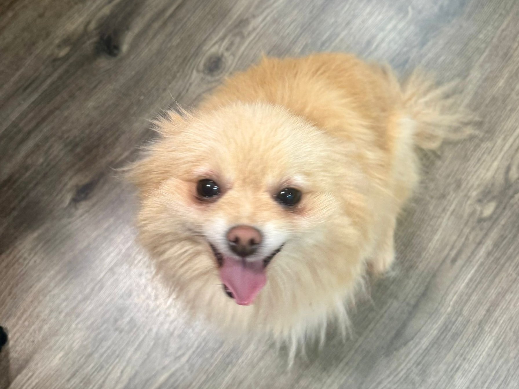 Olivia - špic x pomeranin