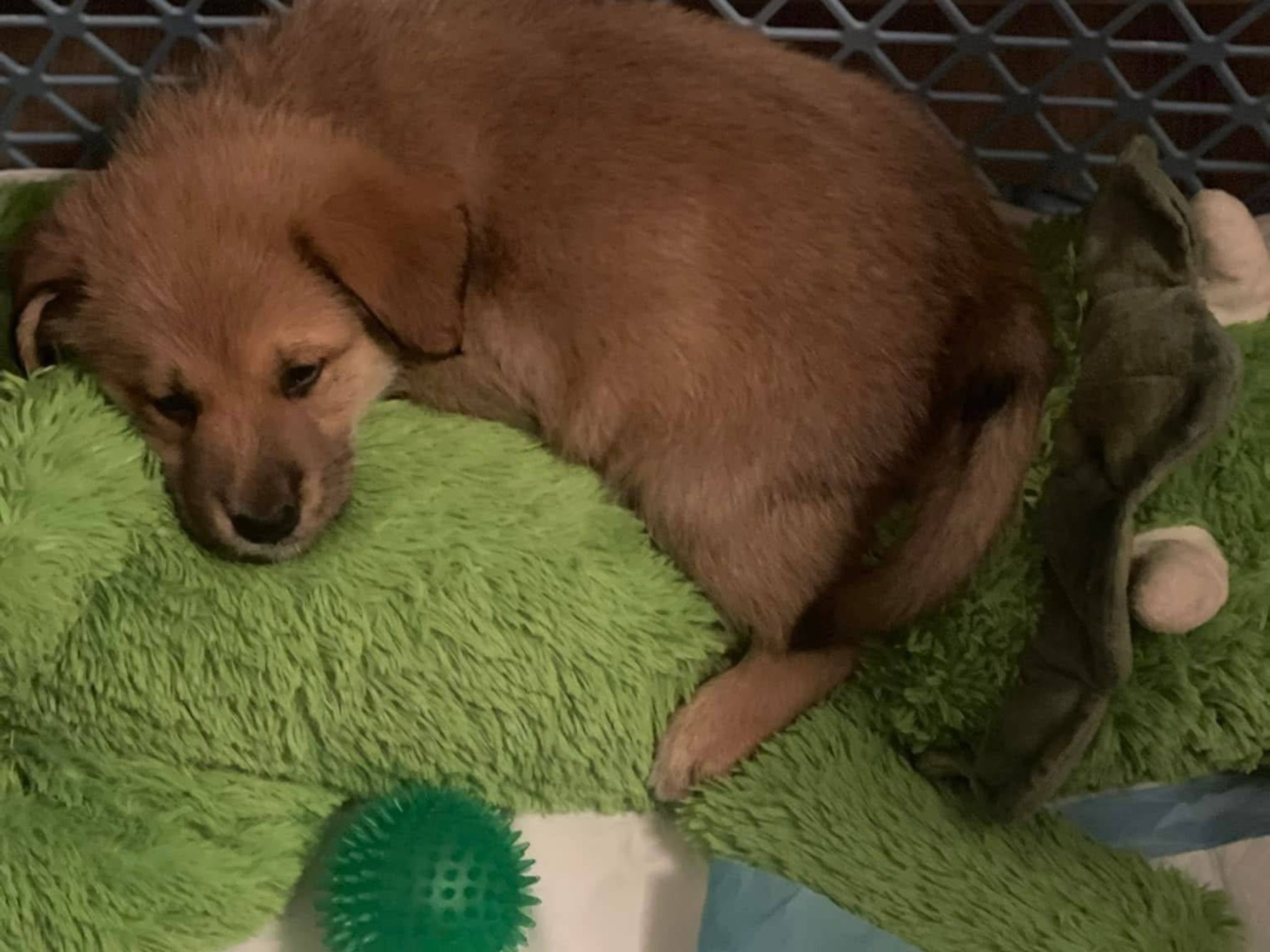 Rony - štěně z krabice