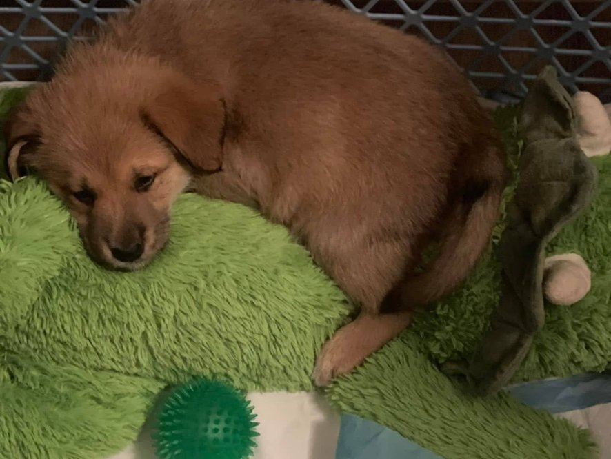 Rony - štěně z krabice