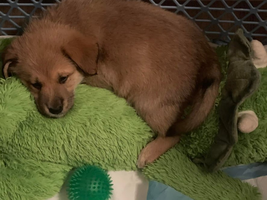 Rony - štěně z krabice