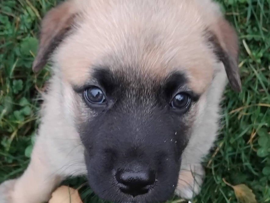 Sam - štěně z krabice