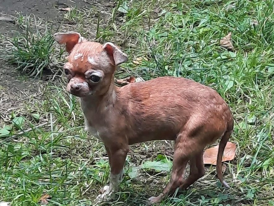 Sisi-čivava