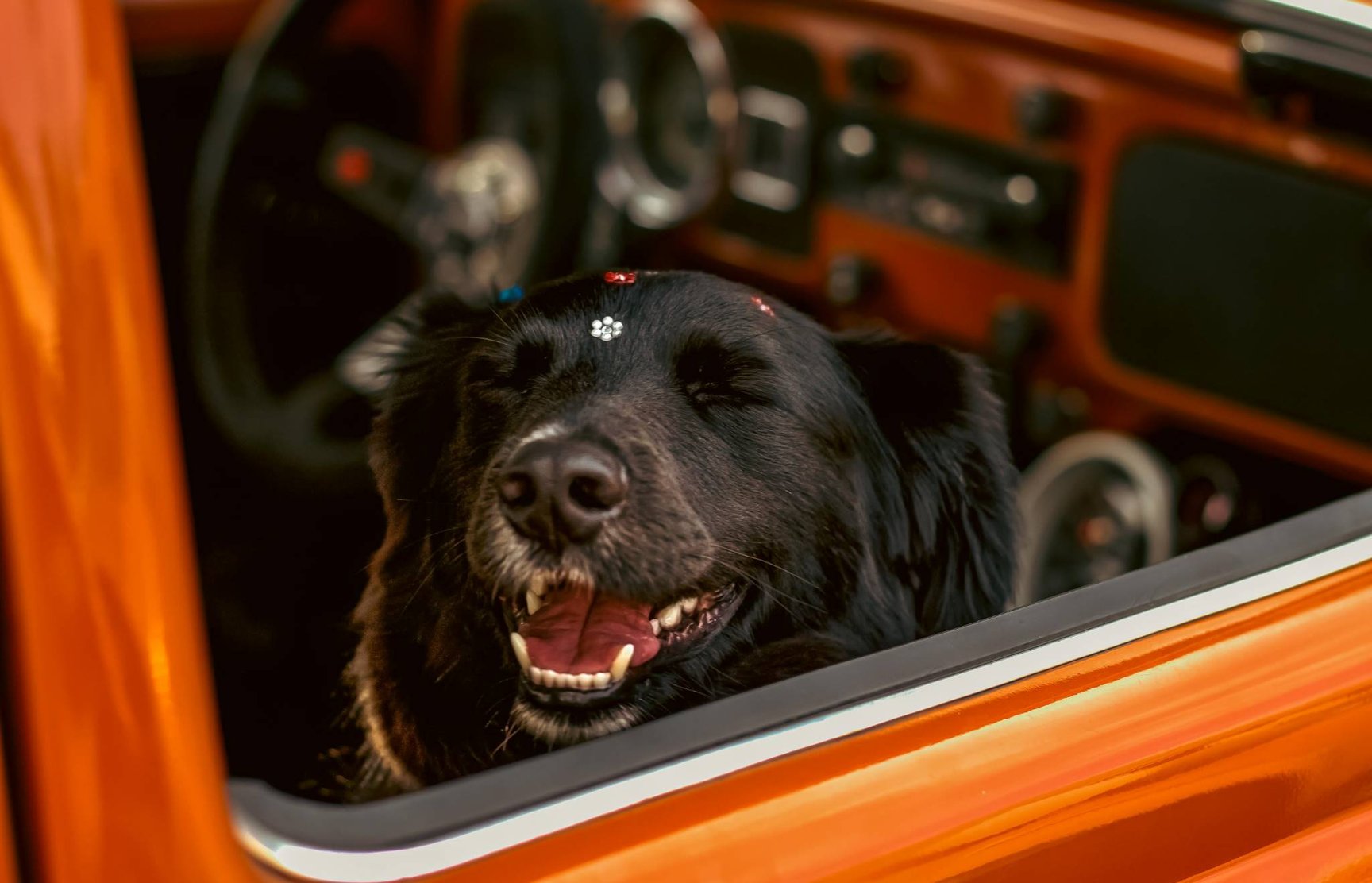 Smějící se pes v autě