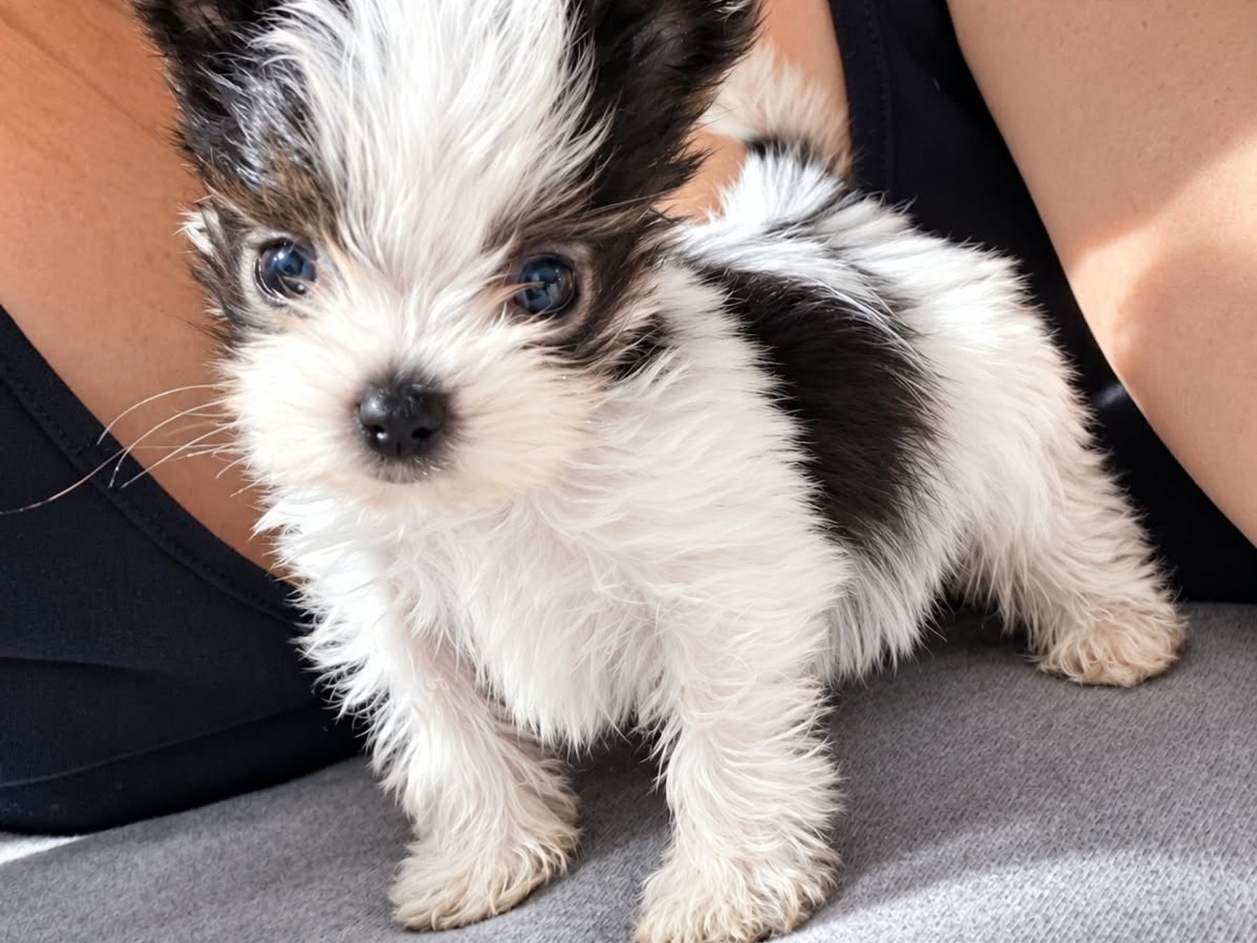 Oliver
