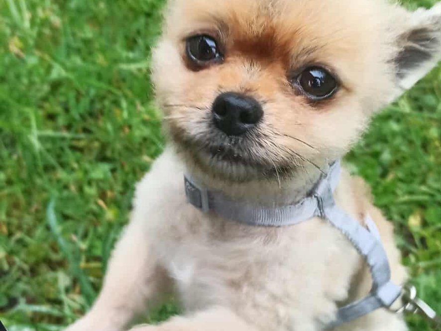 Sven - yorkšírský teriér