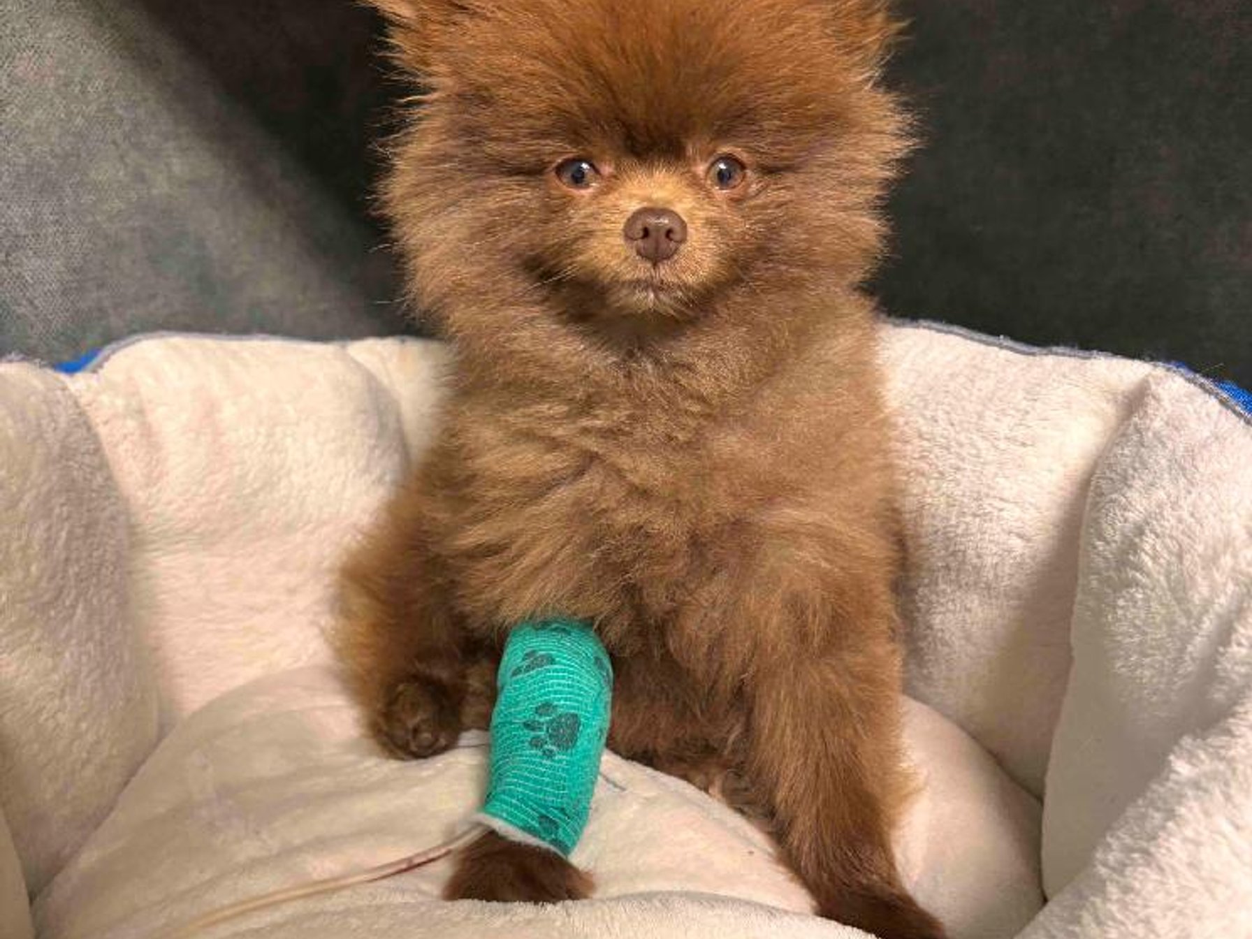 Tomík po odběru krve