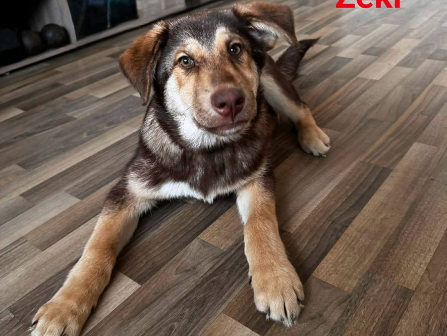 Naprostý kliďas, žádné divoké tornádo, pohodový parťák do života