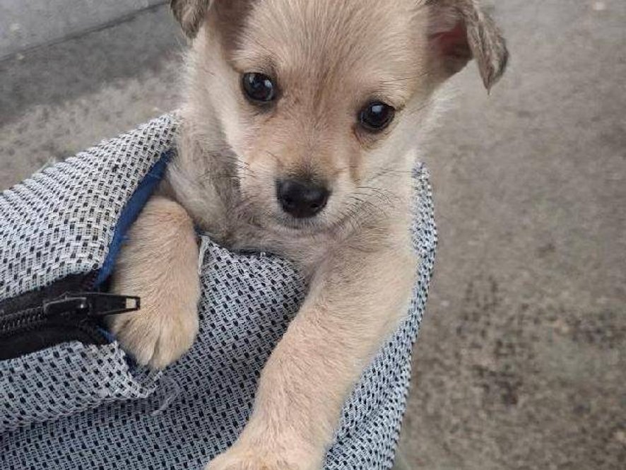 Zoubek - kříženec